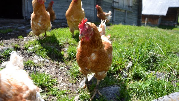 Der Radius eines Huhns in der freien Natur beträgt gegen 600 Meter. Auslauf steigert das Wohlbefinden der heutigen Hochleistungstiere. (Bild BauZ)