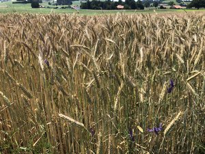 Durchzogene Zwischenbilanz bei der Getreideernte 2021 Vielerorts sind die Erträge und das Hektolitergewicht von Getreide unterdurchschnittlich. (Bild Sera J. Hostettler)