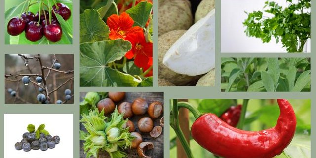 Im Garten oder auf dem Balkon lässt sich allerhand pflanzen. Je nach Geschmack und Umgebung kann man aus einer grossen Palette auswählen. (Bilder Pixabay)