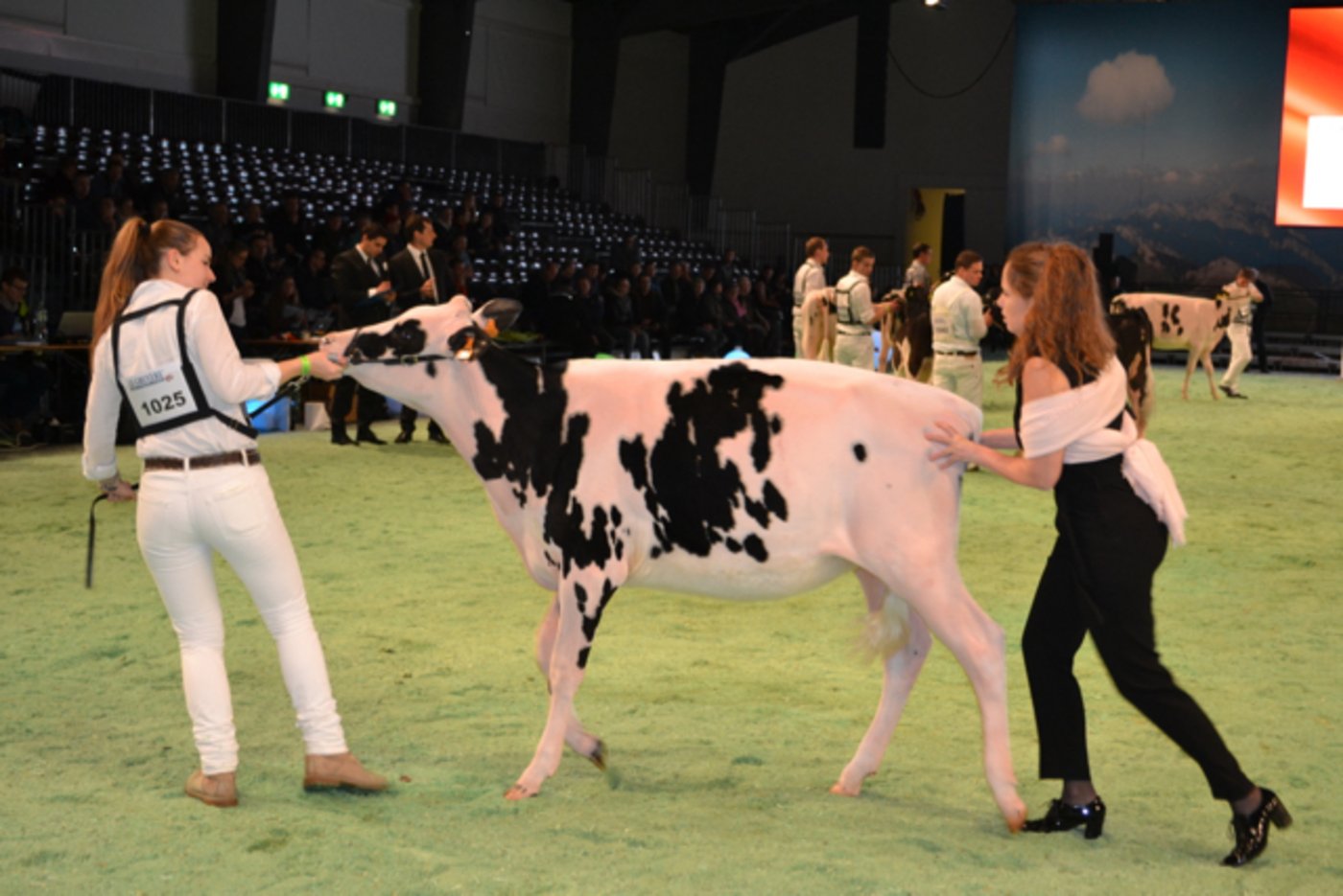 Die Ringwoman bei den Holstein ist die Frau des Richters Mathilde Decheppe. (Bild Peter Fankhauser)