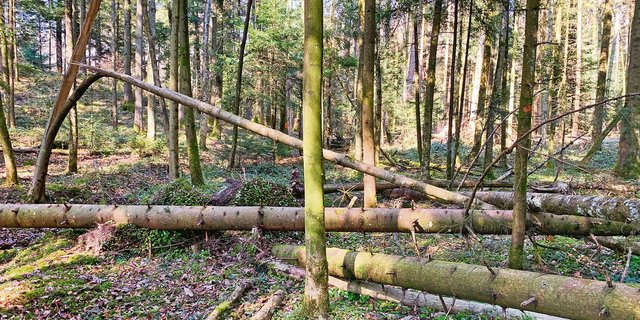 Wenn die Waldleistungen nicht besser abgegolten werden und für Holz nicht bessere Preise gelöst werden, besteht das Risiko, dass zuviel Holz in den Wäldern liegen bleibt. (Bild Josef Scherer)