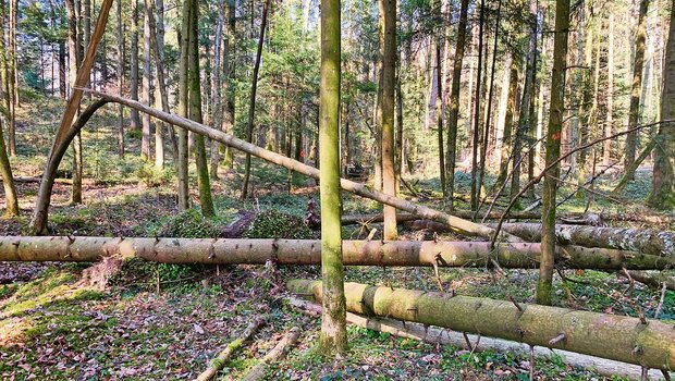 Wenn die Waldleistungen nicht besser abgegolten werden und für Holz nicht bessere Preise gelöst werden, besteht das Risiko, dass zuviel Holz in den Wäldern liegen bleibt. (Bild Josef Scherer)