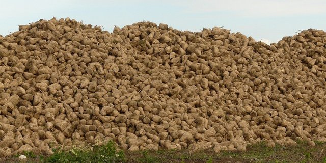 Zucker aus Schweizer Zuckerrüben gibt es bald auch mit dem Käfer drauf. (Bild Pixabay)