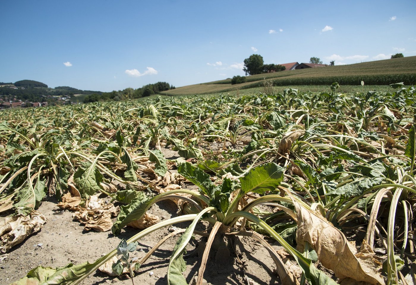 Der fehlende Regen in den letzten Monaten wirkte sich negativ auf die Zuckererträge der Rüben aus. Das ergab eine erste Proberodung der Schweizer Zucker AG. (Symbolbild Gabriela Brändle, Agroscope)