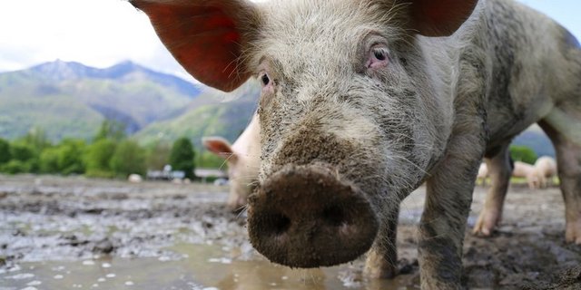 Während in der Schweiz strengere Vorschriften gelten, gibt es zu Nutztieren in anderen Ländern teils kaum Gesetze. (Bild Jonas Ingold)