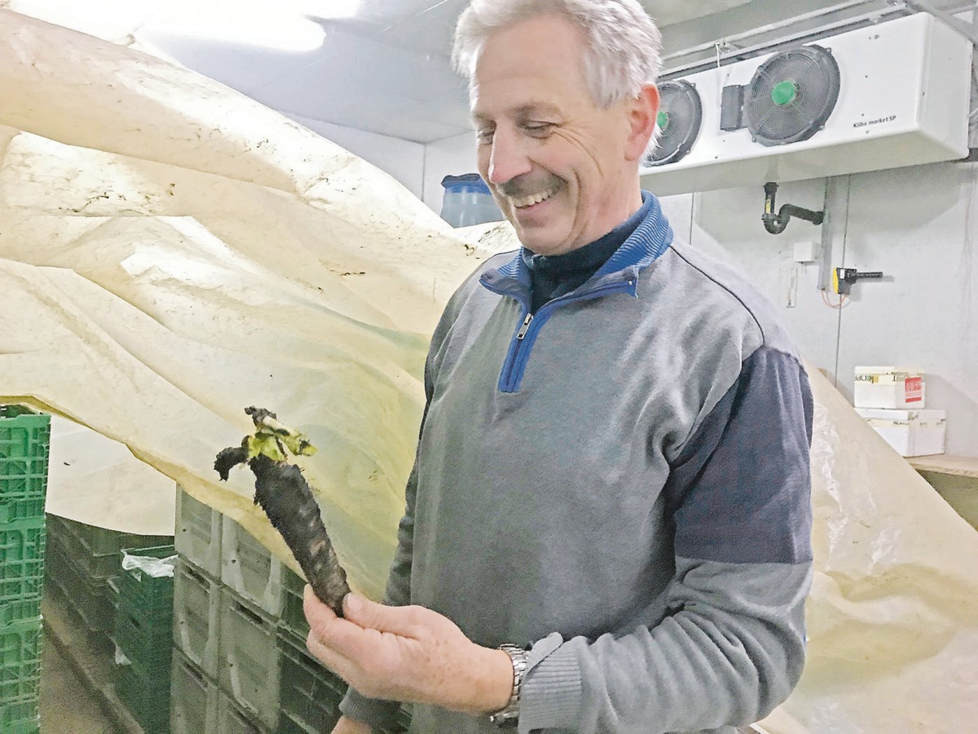 Die Wurzeln vom Chicorée werden im Herbst ausgegraben und über den Winter im Kühlraum zwischengelagert.