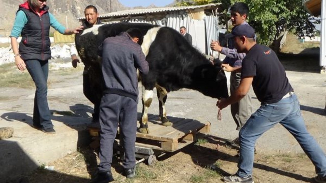 Bei dem Munimast-Kurs wägen die Teilnehmer den Stier, um die Gewichtszunahme über die Zeit hinweg zu messen. (Bilder Tobias Gerber)