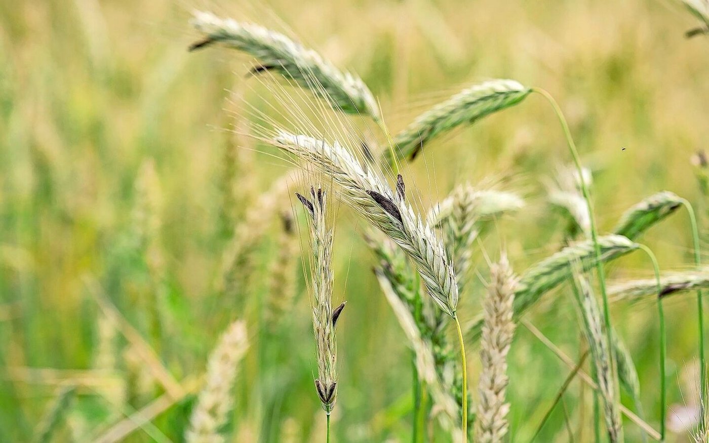 Roggen ist besonders anfällig für Mutterkorn, weil die Kultur als obligater Fremdbestäuber länger offen abblüht und so einen längeren Zeithorizont für eine Infektion bietet.