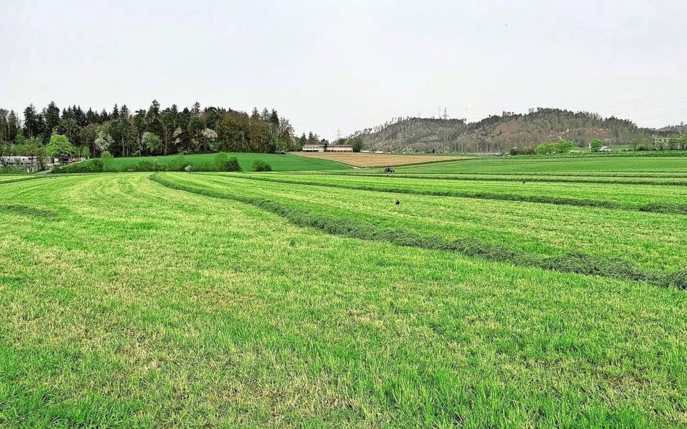 Beim Mähen gibt es bei der Wahl der Tageszeit zwei wichtige Faktoren: Zuckergehalt und Atmungsverluste. Der Zuckergehalt steigt, wenn die Gräser «Sonne tanken».