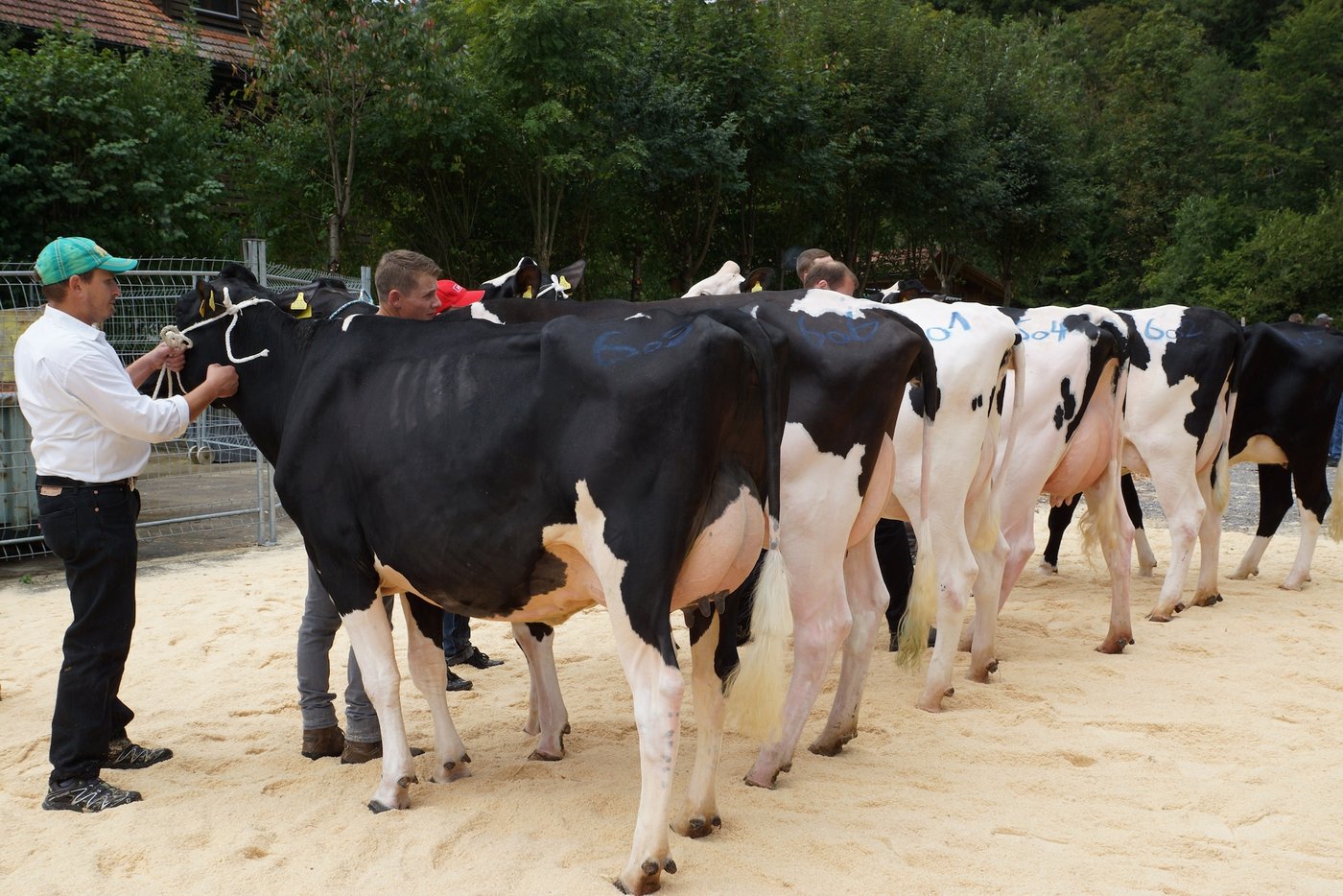 Eindrückliche Bilder auch bei den Erstmelkkühen sowie...