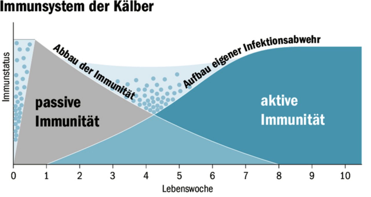 Das Immunsystem der Kälber: Dieses ist zwischen drei und vier Wochen am tiefsten und steigert sich dann langsam. 