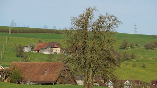 Die Albert Koechlin Stiftung engagiert sich mit drei neuen Projekten für die Zentralschweizer Landwirtschaft. (Archivbild BauZ)