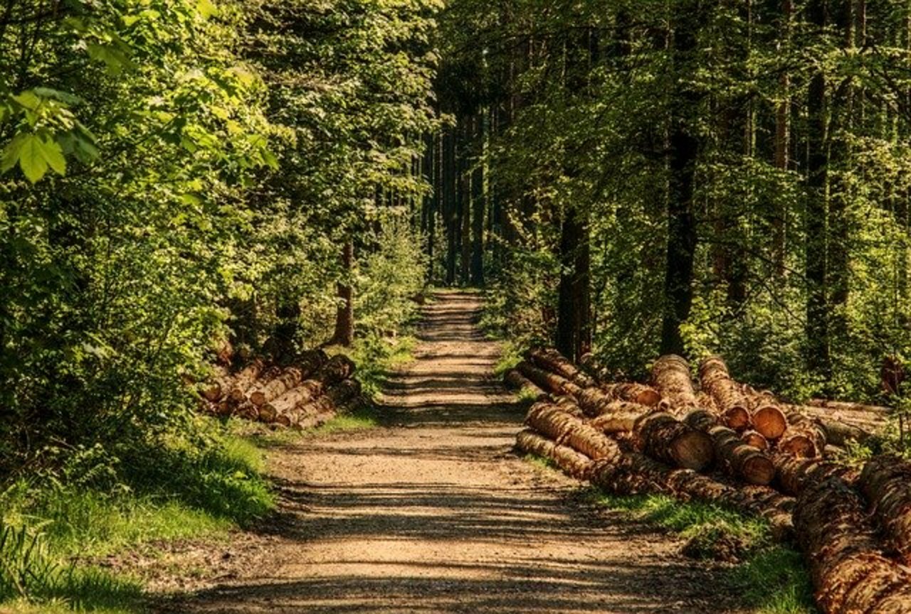 Gemäss WaldFreiburg ist der Privatwald heute unternutzt. Helfen können Projekte zur koordinierten Holznutzung. (Bild Pixabay)