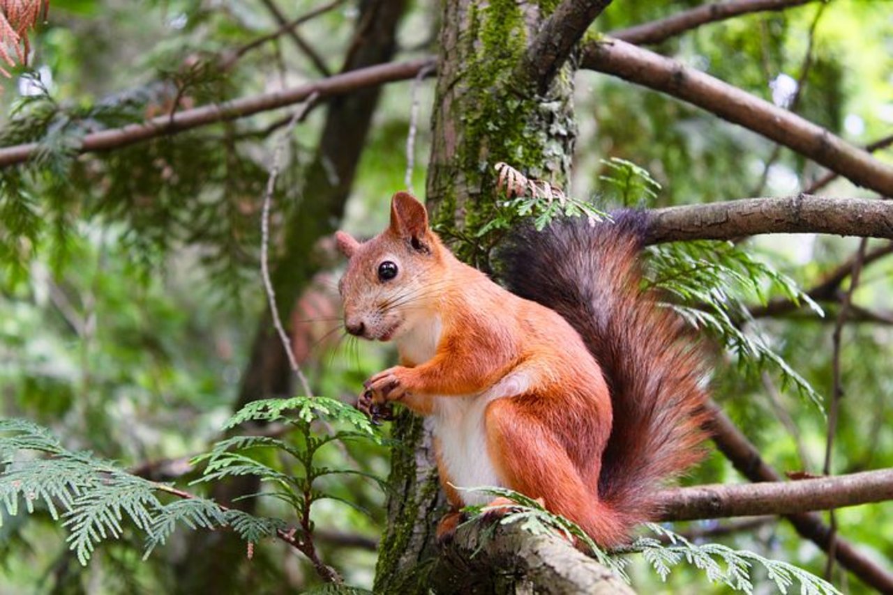 In Waldshut (D) wurden vier Eichhörnchen-Babys vor dem Tod gerettet. (Symbolbild Pixabay)