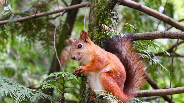 In Waldshut (D) wurden vier Eichhörnchen-Babys vor dem Tod gerettet. (Symbolbild Pixabay)