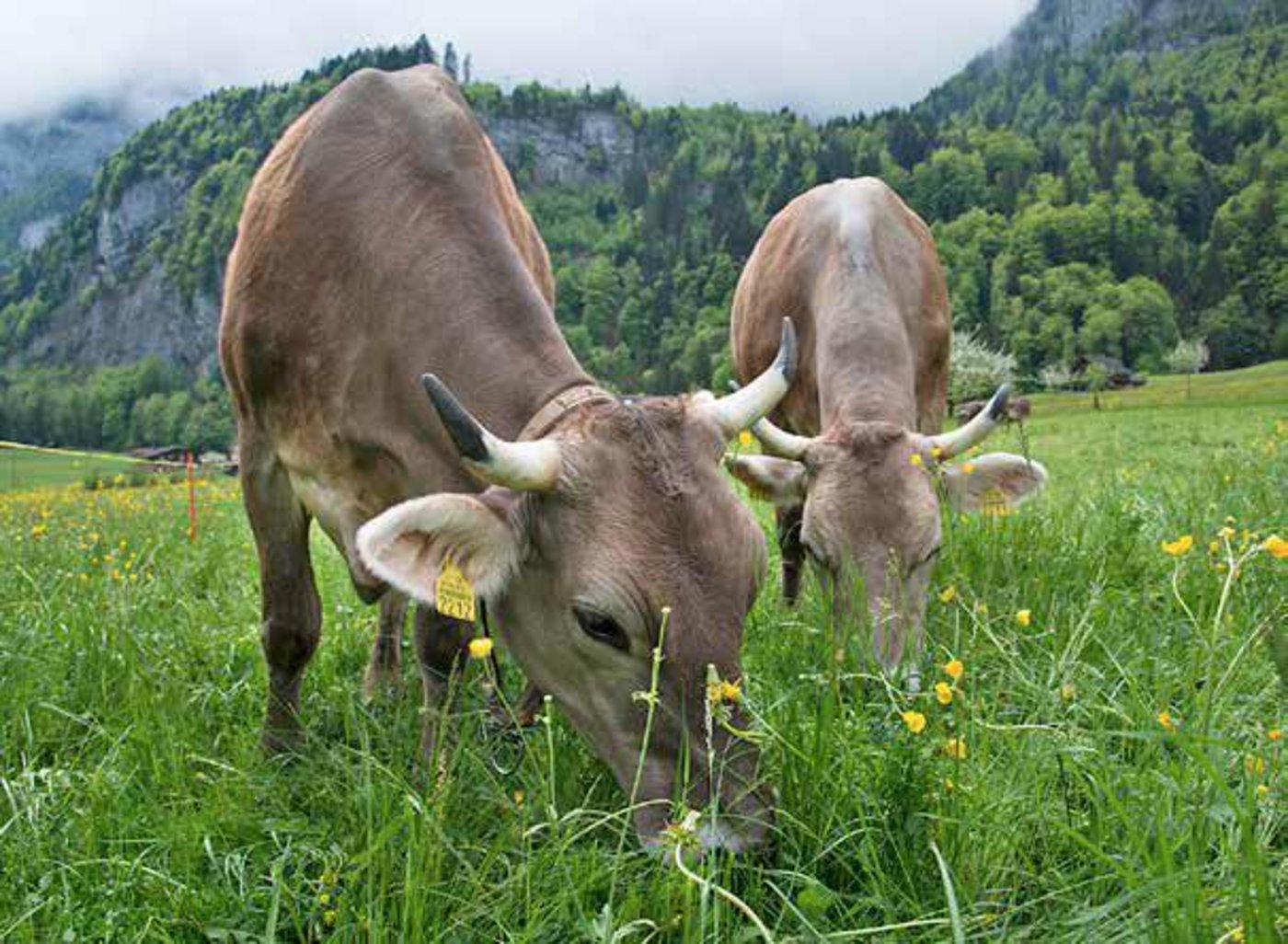 Kraftfuttereinsatz: In Hügel- und Bergregionen tendenziell mehr, im Tal weniger und auf einzelnen Betrieben gar keinen. (Bild Gabriela Brändle, Agroscope)