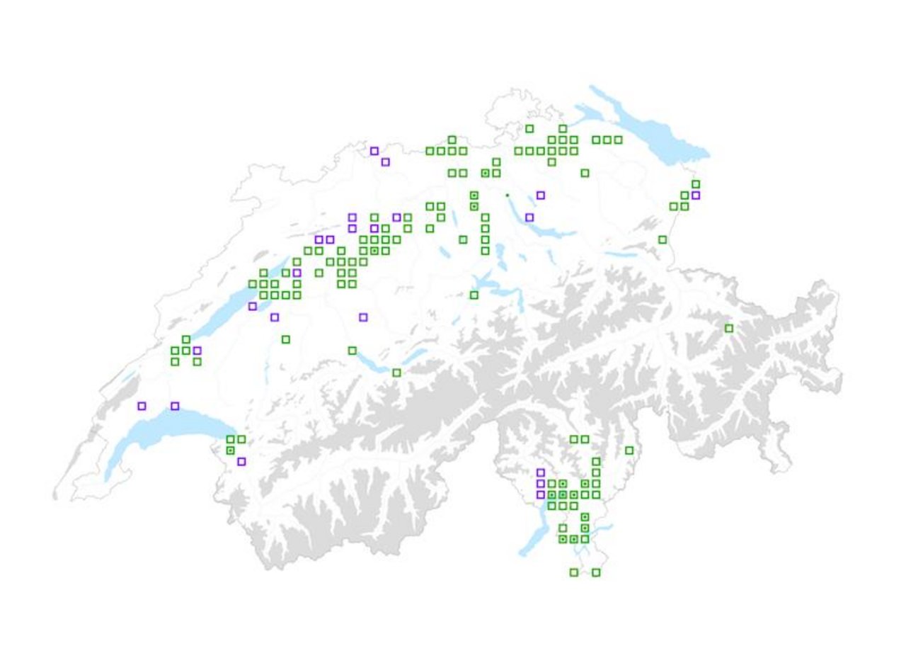 Verbreitungskarte Erdmandelgras. Grün sind die validierten Fundmeldungen, violett die noch nicht validierten Fundmeldungen. (© Pixel maps/ geo.admin.ch © Distribution maps / Info Flora) 