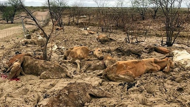 Tote Rinder in einem von den Überschwemmungen betroffenen Gebiet in der Nähe von Julia Creek im Bundesstaat Queensland. (Bild Tagesanzeiger)