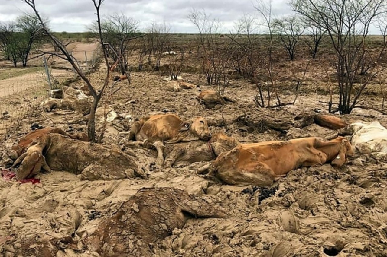 Tote Rinder in einem von den Überschwemmungen betroffenen Gebiet in der Nähe von Julia Creek im Bundesstaat Queensland. (Bild Tagesanzeiger)