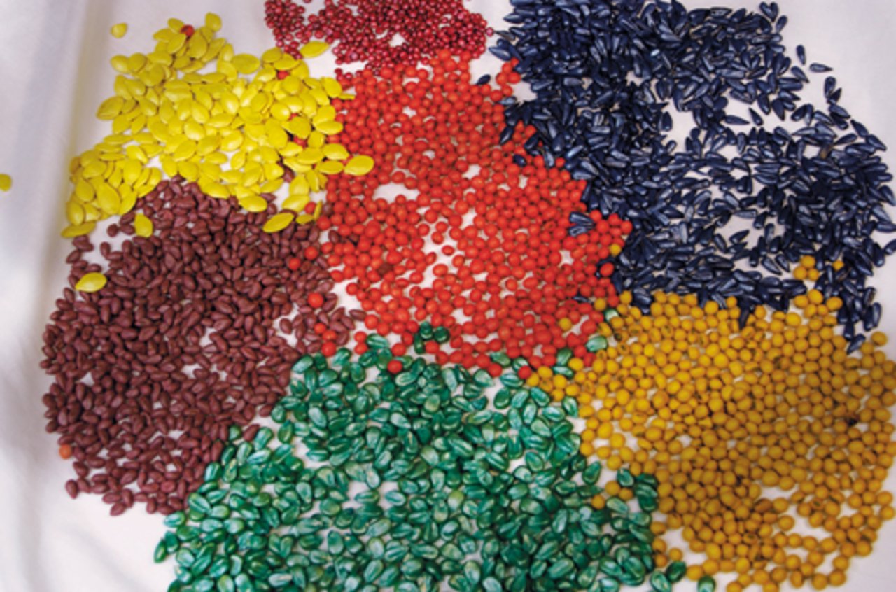 Gebeiztes Saatgut lässt sich durch die auffällige Färbung von nicht-behandeltem Saatgut unterschieden. (Bild BASF)