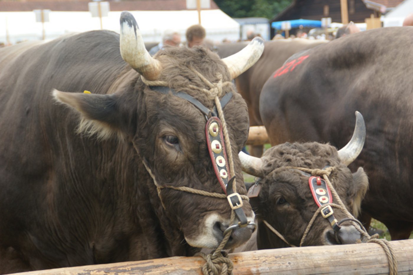 In Zug sind wieder die braunen Prachtskolosse zu bestaunen. (Bild lid)
