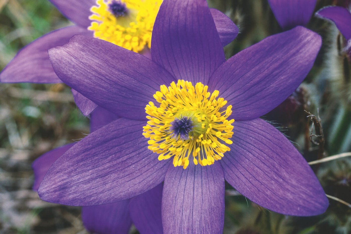 Mag es sonnig: Grosse Küchenschelle. (Foto: flora-press.de)