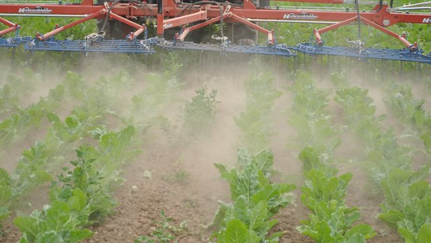 Das FiBL erforschte dieses Jahr geeignete Massnahmen zur Unkrautregulierung in den Zuckerrüben. Das Striegeln (hier im Bild), das Abflammen und das Pflügen wurden dabei gegenübergestellt. (Bild zVg)