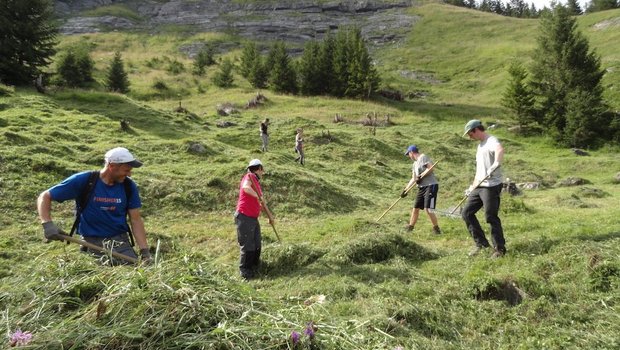 Die Aktivitäten des Bergwaldprojekts umfassen Arbeiten im Schutzwald und in der Kulturlandschaft. Es sind teilweise auch mehrwöchige Einsätze möglich. (Bild Bergwaldprojekt)