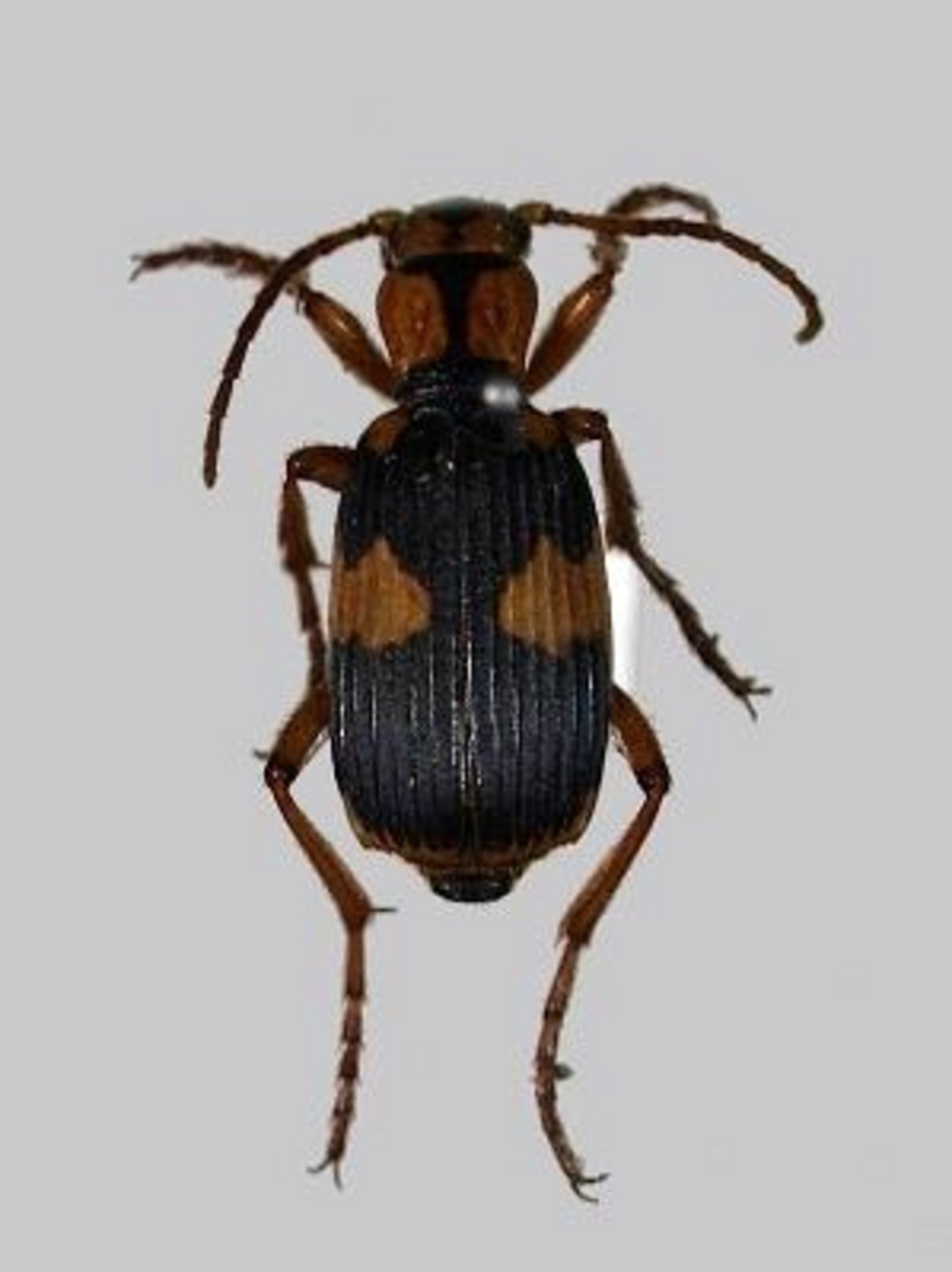 Ein Bobardierkäfer der Gattung Pheropsophus jessoensis. (Bild Osaka Prefecture University) 