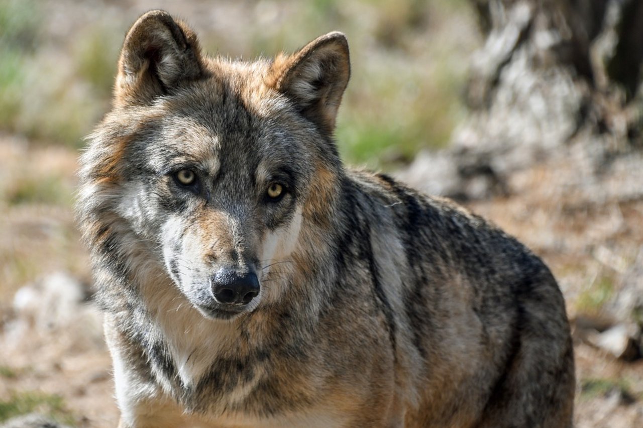 Im Kanton Appenzell Innerrhoden wurde erneut ein Nutztier von einem Wolf gerissen. (Symbolbild Pixabay)