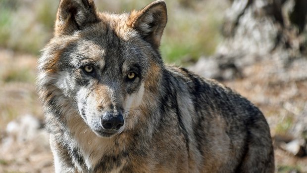 Im Kanton Appenzell Innerrhoden wurde erneut ein Nutztier von einem Wolf gerissen. (Symbolbild Pixabay)
