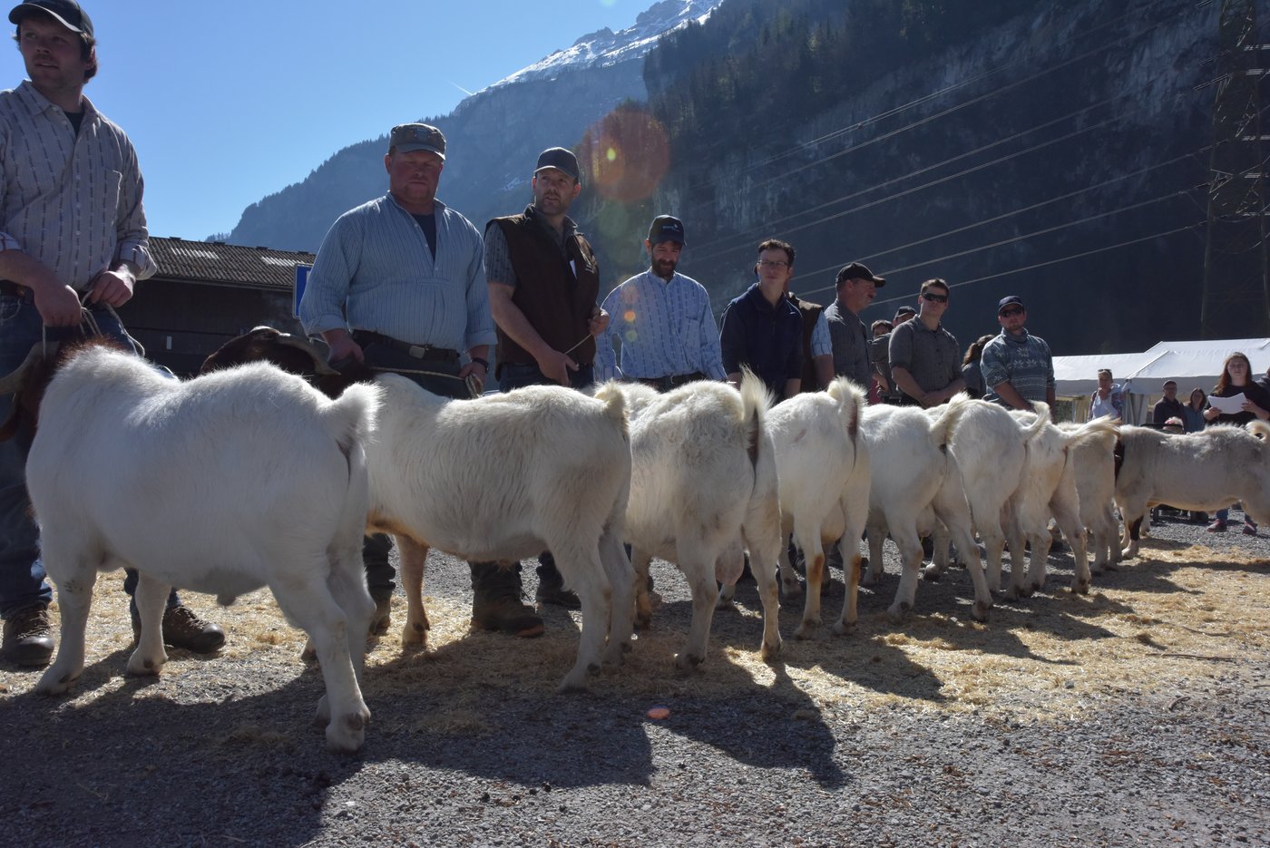 Schwierige Arbeit für die beiden Experten Ueli Perren und Hans Ramseier aus dieser sehr einheitlichen Kategorie der Böcke 24 bis 36 Monate den Sieger auszuwählen. Links im Bild Knoalster Nagib der spätere Mister Swiss-Boer 2019 aus dem Stall von Andrea Kiser und René Odermatt aus Sarnen OW.
