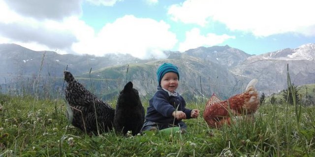 Emil und die Hühner. (Bild Pixabay)