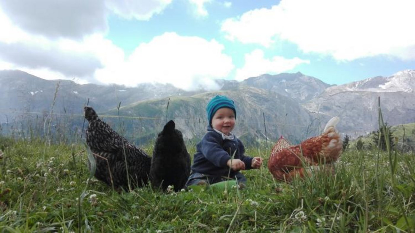 Emil und die Hühner. (Bild Pixabay)