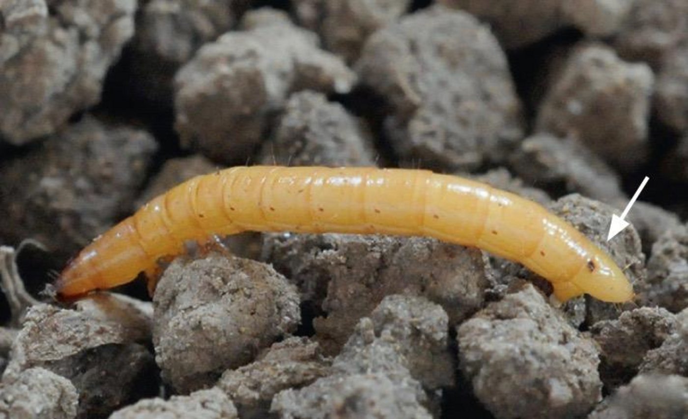 Drahtwurm: An seinem Hinterende ist ein Augenfleck (siehe Pfeil), der eigentlich eine Atemöffnung ist, erkennbar. (Bild www.kartoffel.ch)