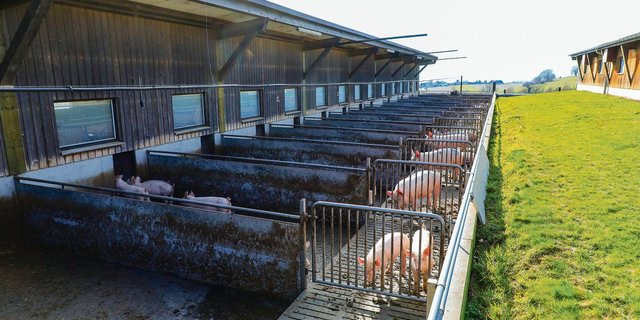 Schon beim Stallbau sollte auf die Sicherheit geachtet werden.(Bild BauZ)