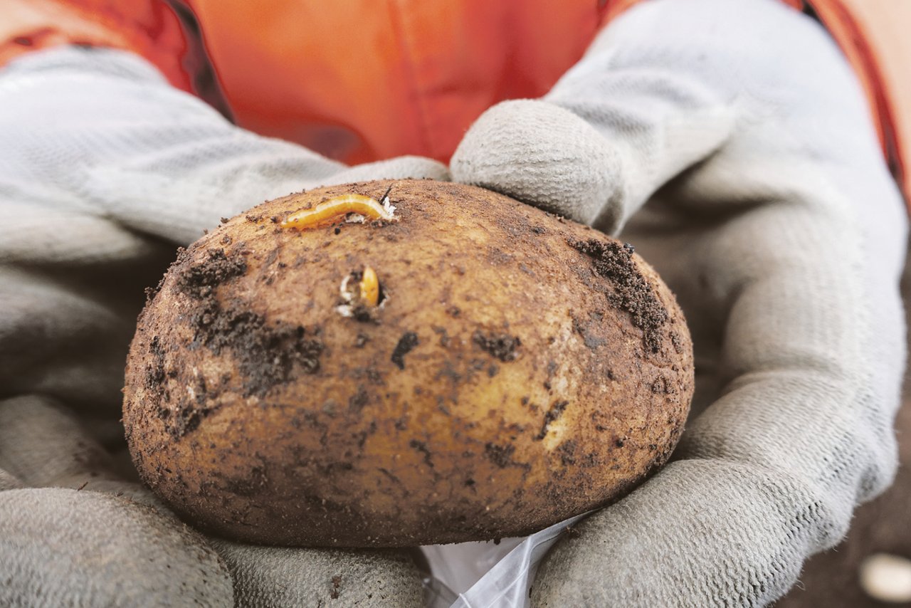 Drahtwürmer beeinträchtigen die Qualität der Kartoffelknolle. (Bild Biocare)
