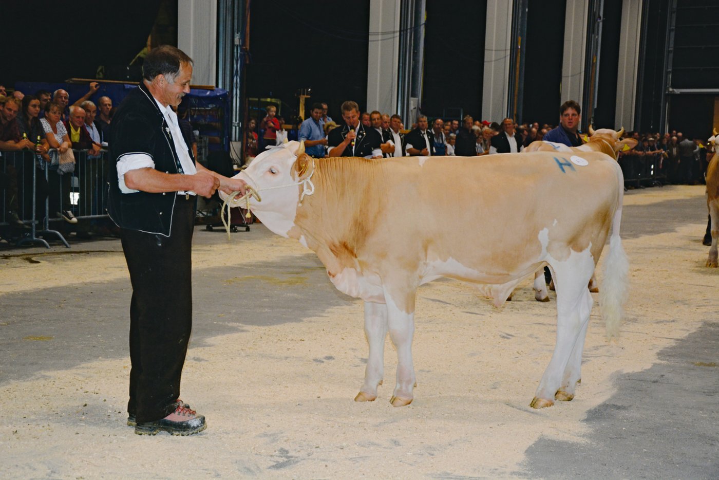 Mister Stierkalb Simmental wurde Panter von Erwin Brügger-Stalder aus Wasen. 