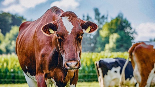 Die Kuh gilt als grosse Ernährerin und wird gleichzeitig als Klimakillerin bezeichnet. Weltweit steigt der Milchkonsum an, aber auch die Kritik an den Emissionen nimmt zu.