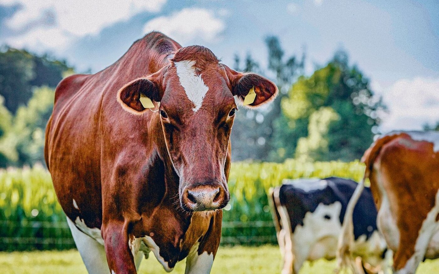 Die Kuh gilt als grosse Ernährerin und wird gleichzeitig als Klimakillerin bezeichnet. Weltweit steigt der Milchkonsum an, aber auch die Kritik an den Emissionen nimmt zu.