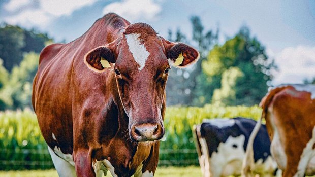 Die Kuh gilt als grosse Ernährerin und wird gleichzeitig als Klimakillerin bezeichnet. Weltweit steigt der Milchkonsum an, aber auch die Kritik an den Emissionen nimmt zu.
