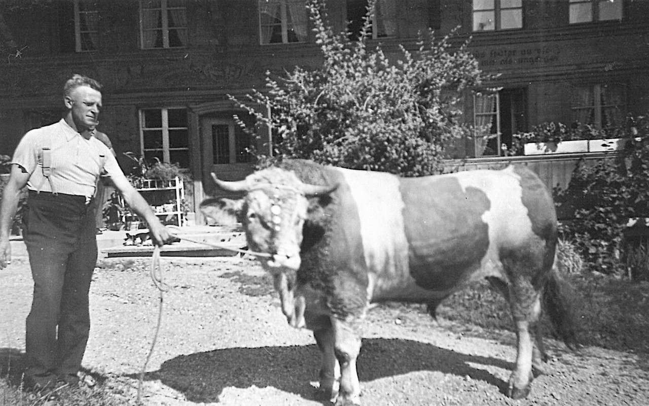 Das Bild stammt von 1956. Auf dem Betrieb hielt man immer auch einen Muni. Damals noch einen reinen Simmentalerstier.