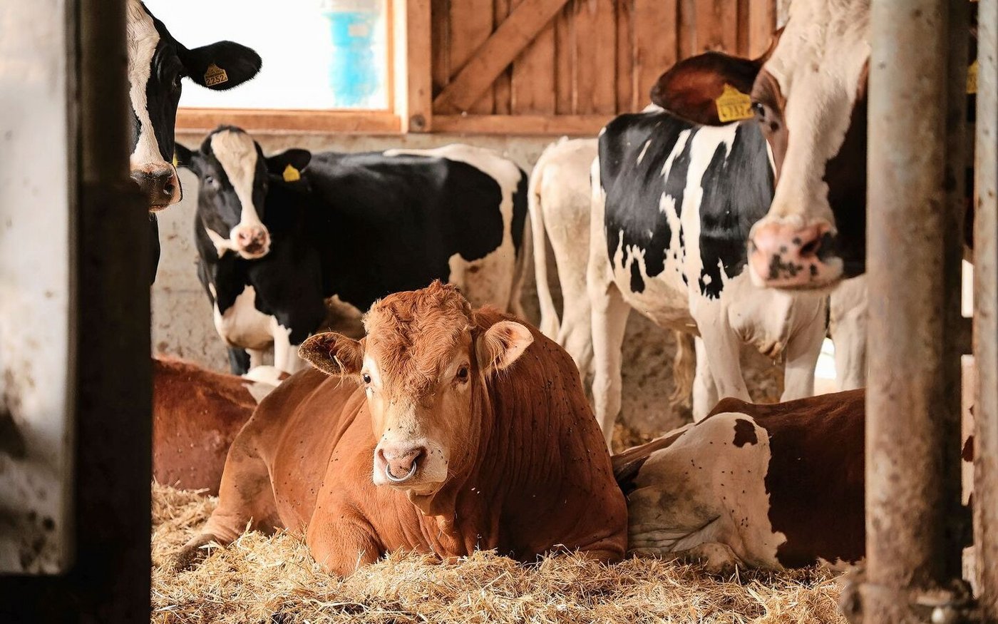 Über den Sommer begleitet ein genetisch hornloser Limousin-Muni die Aufzuchtrinder. «Das gibt schön fleischige Kälber für die Ausmast», sagt Pascal Krebs.