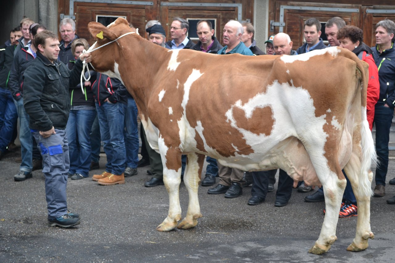Trotz mit ihren 15 Jahren und einer Lebensleistung von 110 000 kg Milch eine eindrückliche SF-Kuh.