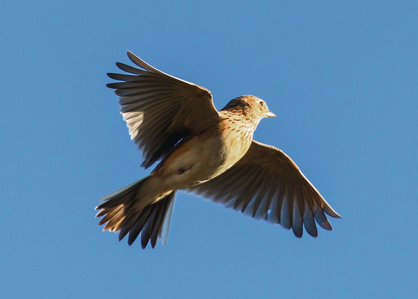 Die Feldlerche ist typisch für die offene Kulturlandschaft.