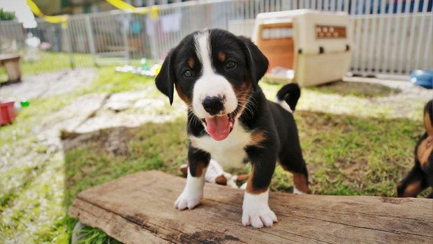 Informationen zu Hunden waren letztes Jahr auf der Tierstatistik-Plattform besonders beliebt. (Bild lid/ly)