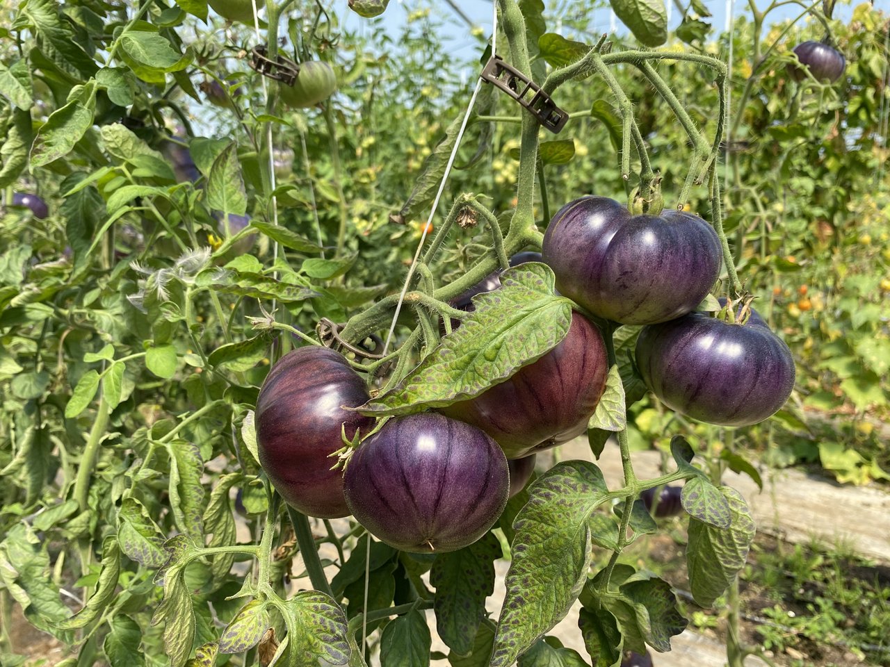 Speziell und schmackhaft: Violette Tomaten mit Streifen.