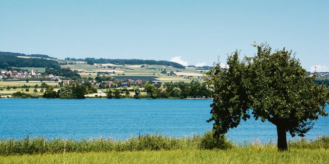 Die tierintensive Luzerner Landwirtschaft, vor allem um die Mittellandseen, kommt mit der Beschwerde weiter unter Druck. Das Bild zeigt den belasteten Baldeggersee. (Bild BauZ)