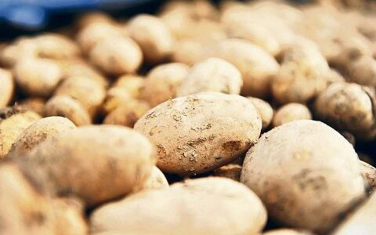 Verfahren ohne oder mit reduziertem Einsatz von Pflanzenschutz-mitteln werden im Kartoffelbau an Bedeutung gewinnen. 
