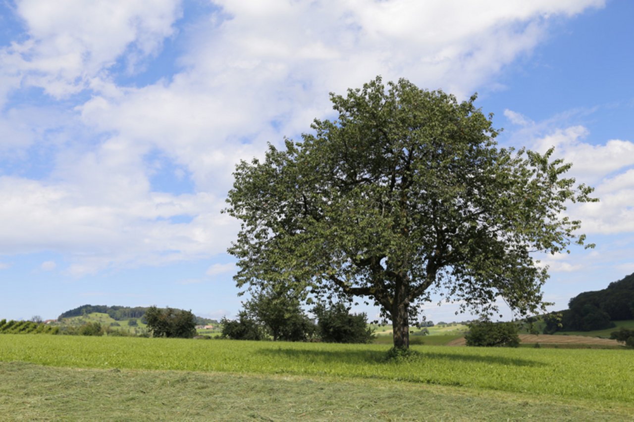 Die Kirschessigfliege gefährdet die Kirschenproduktion auf Hochstammbäumen. (Bild lid)
